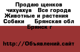 Продаю щенков чихуахуа - Все города Животные и растения » Собаки   . Брянская обл.,Брянск г.